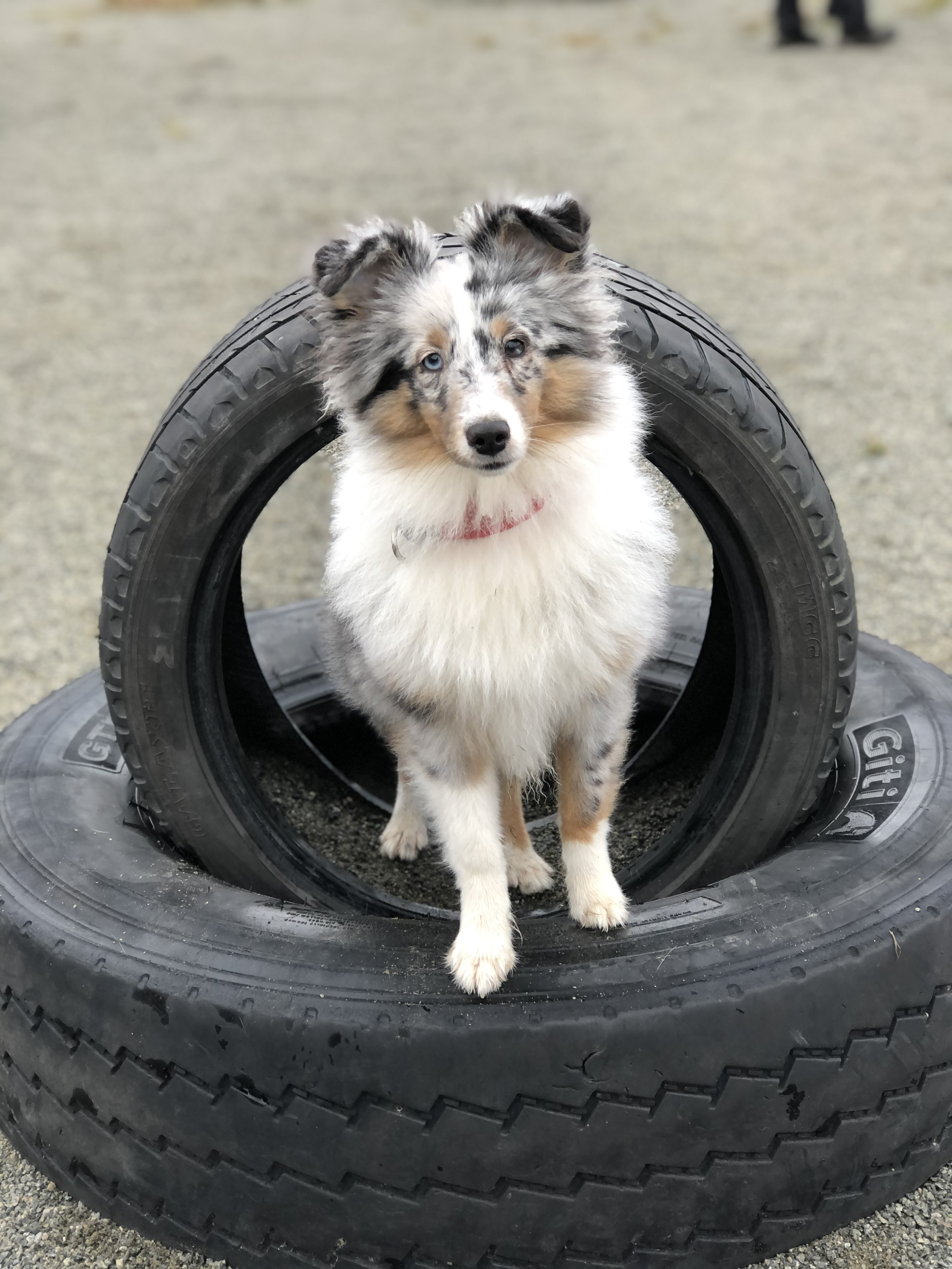 Hund som tränar i däck