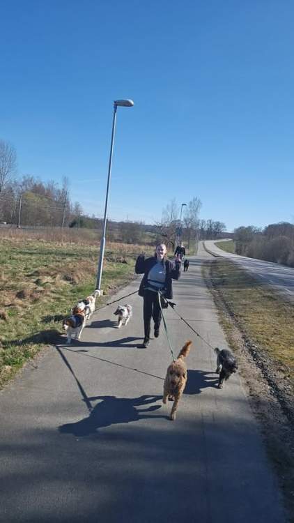 Hund på hunddagiset