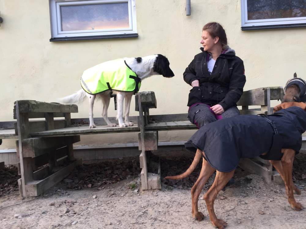 Hundar som leker i rasthagen