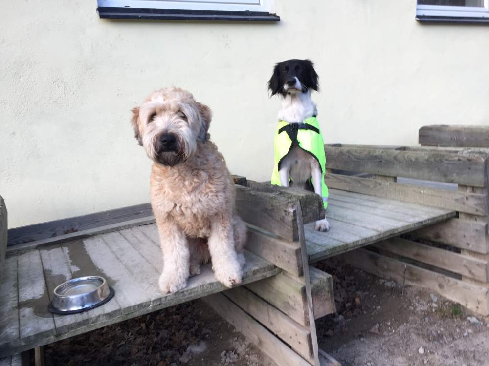Hund hos Åsgläntans Hundservice