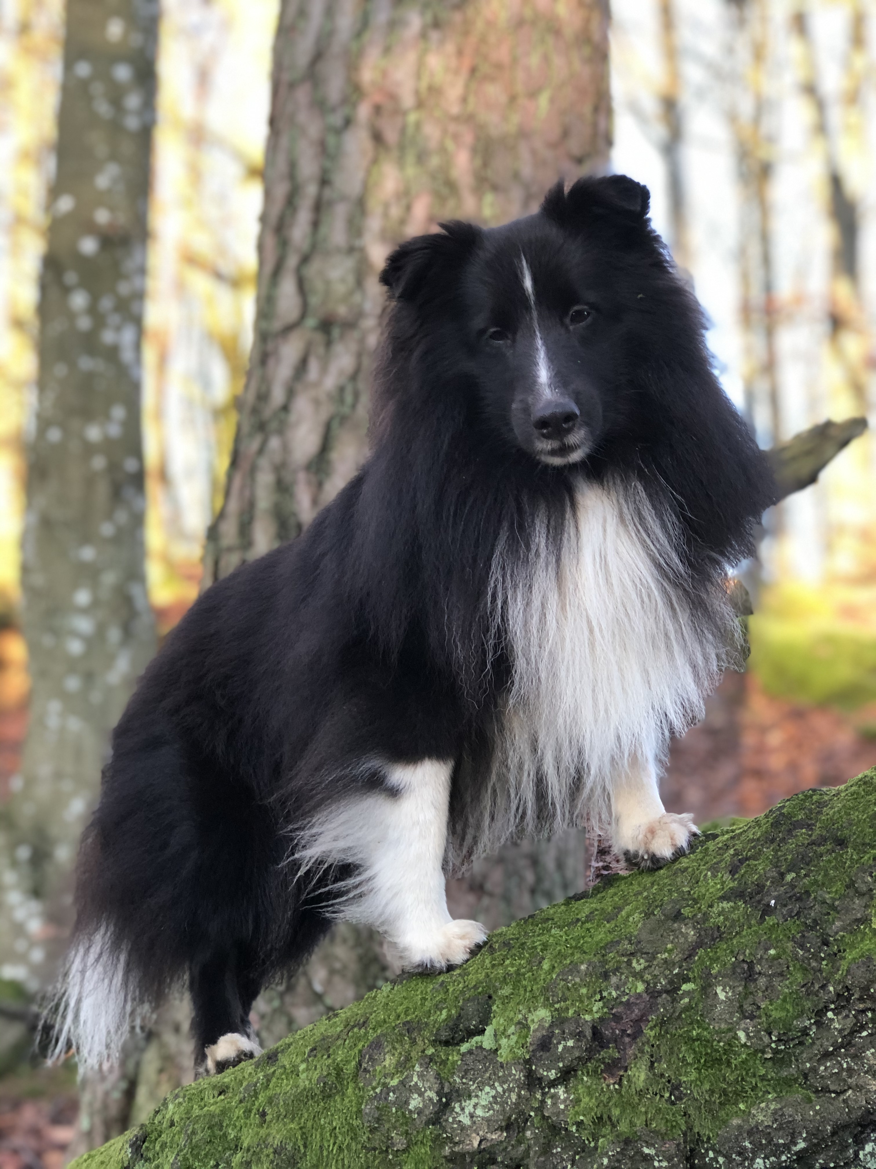 Shetland sheepdog i naturen
